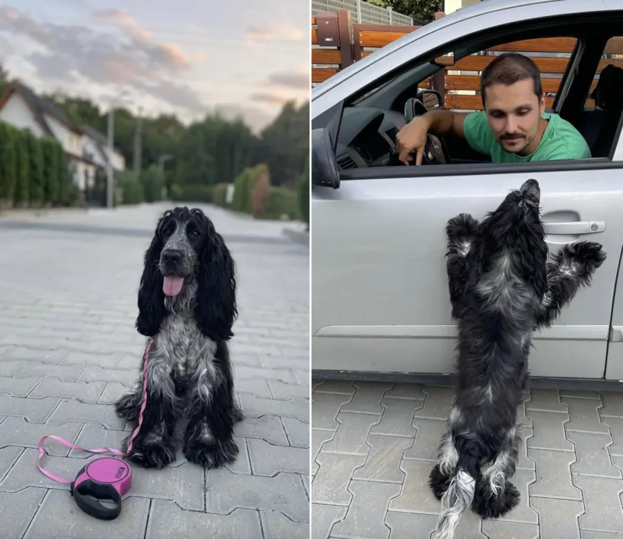 Câine educat la Aport Training — Luna și Teodora