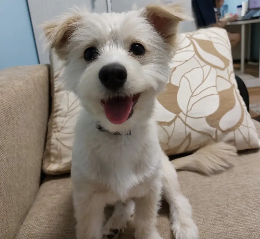Câine educat la Aport Training — Daisy și Răzvan