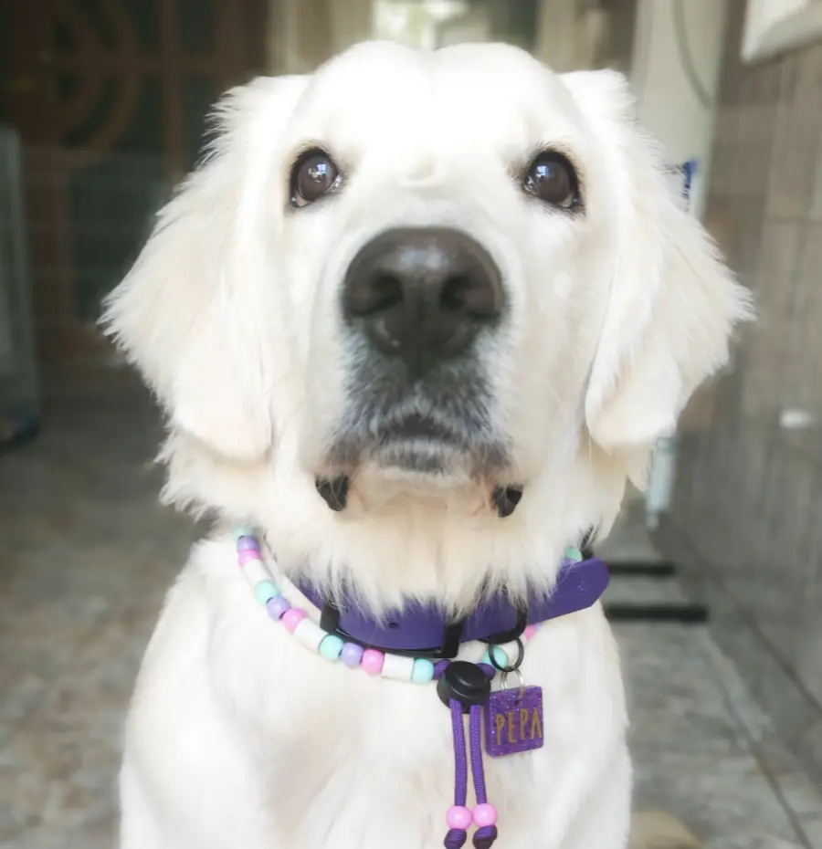 Câine educat la Aport Training — Pepa și Maria