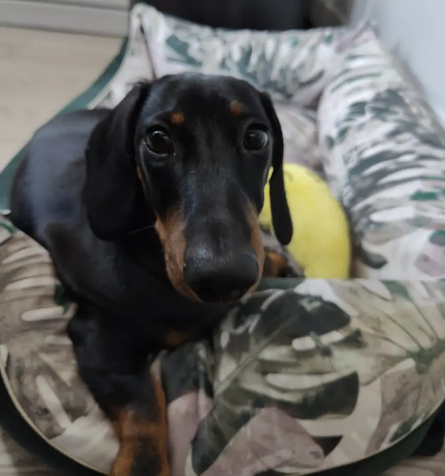 Câine educat la Aport Training — Dobby și Bogdan