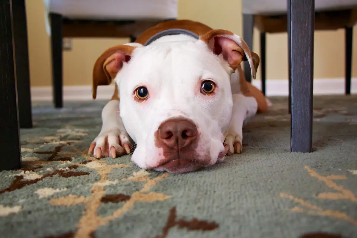 Servicii / Puppy Class